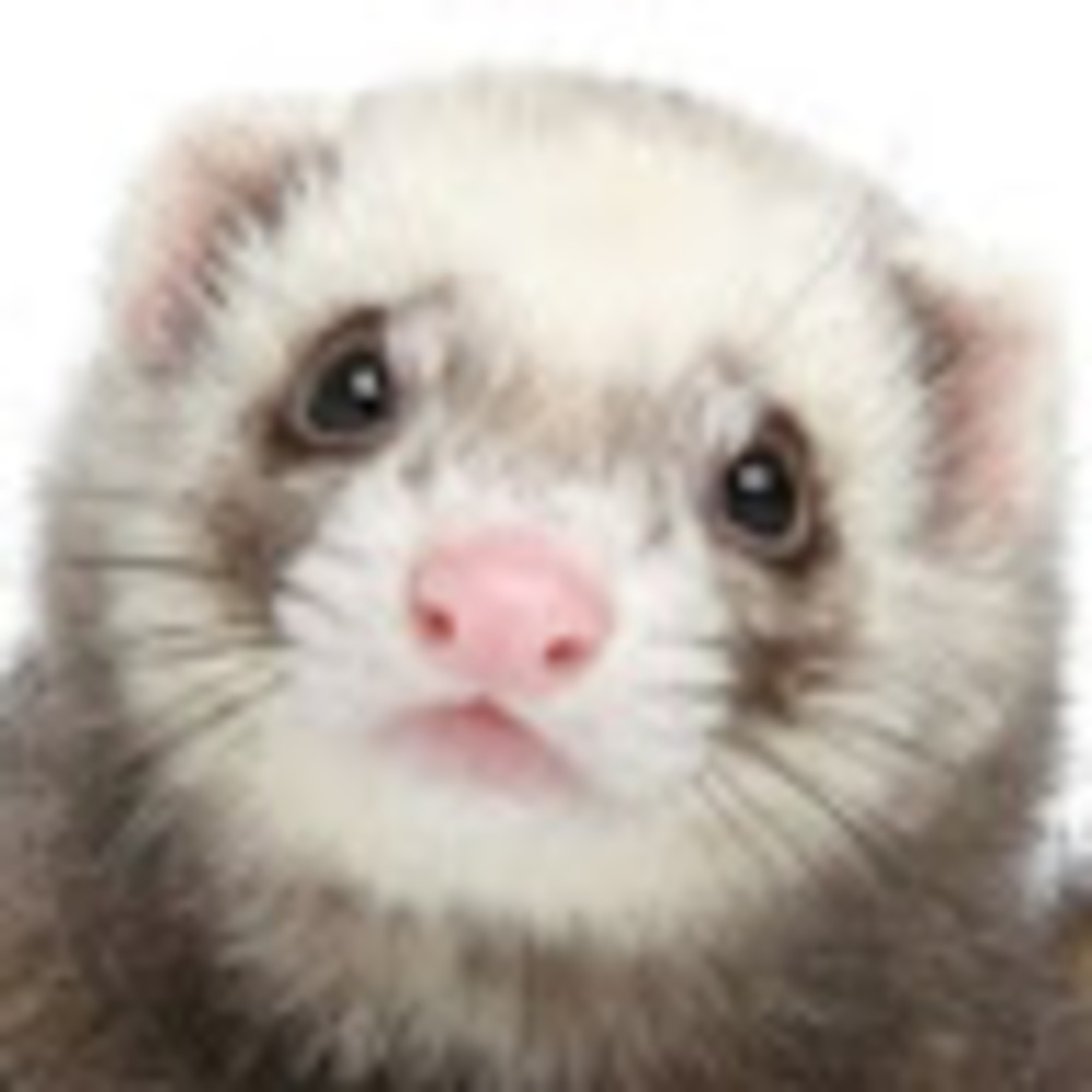 Meet your Posher, the Academic Ferret